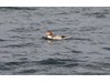 Photo of Common Merganser - Mergus merganser